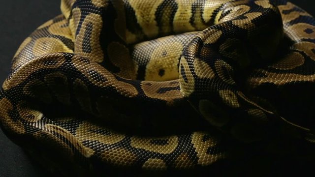 Snakeskin's pattern of ball python in shadow