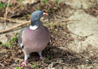 Dove walking on green grass in the park. Pigeon bird on green grass in park