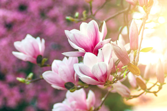 Flower Magnolia flowering against a background of flowers. © velishchuk
