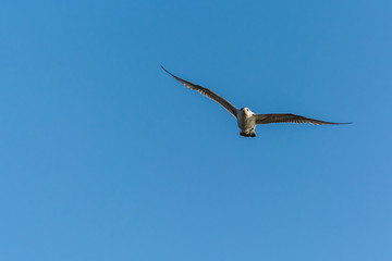 A White Seagull Graciously Flying on a Warm Spring Day
