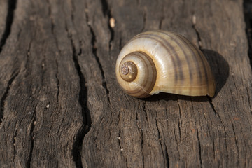 Caracol