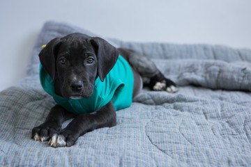 Black Great Dane Puppy laying on a blue blanket