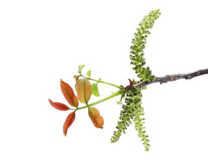 Obraz premium Young twig of walnut with seeds isolated on white background, clipping path