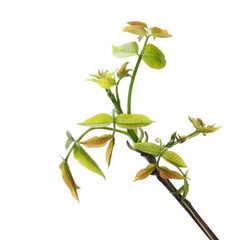 Young twig of walnut with seeds isolated on white background, clipping path