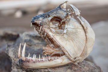 Fischkopf bzw. Schädel eines Säbelzahnsalmler ( Payara ) mit riesigen Zähnen
