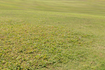 green grass texture