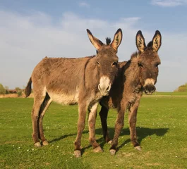 Two donkeys on the floral meadow