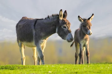 Wall murals Donkey Cute baby donkey and mother on floral meadow