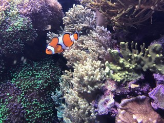 Clown Fish