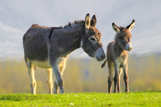 Cute baby donkey and mother on floral meadow