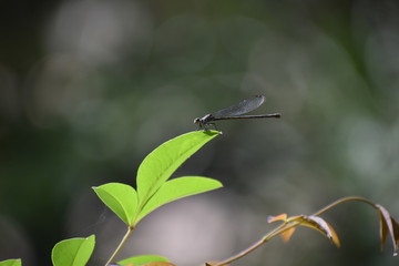 Dragonfly