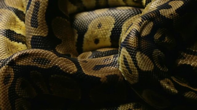 Snakeskin's pattern of python in shadow