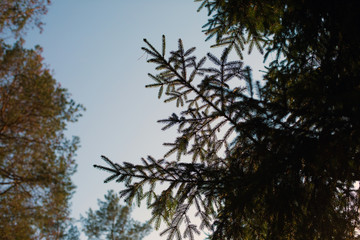  Christmas tree branch