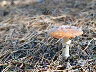 The old sewing machine. Vintage