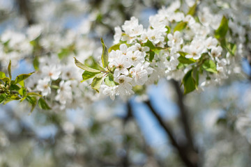 blooming trees. a branch of cherry blossoms, sakura. beautiful spring season