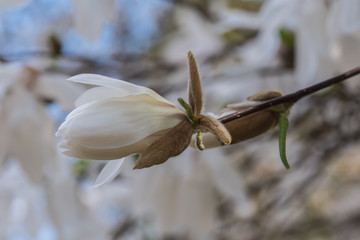 natural white magnolia flower, magnolia, duże białe pąki, kwiaty - 201413194