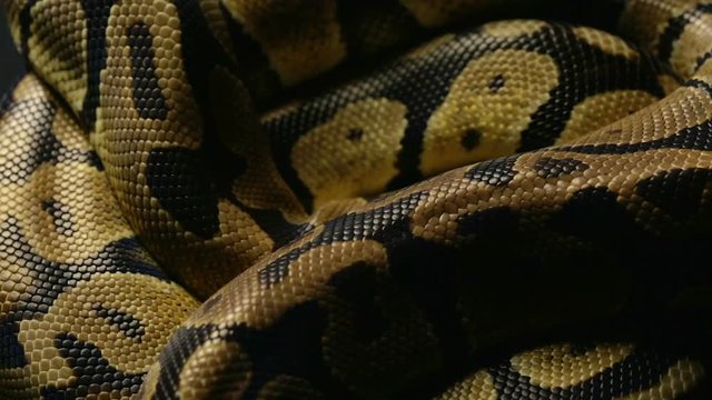 Pattern of royal python's snakeskin