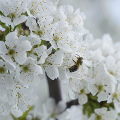 Blooming beautiful snow-white cherry on a spring day close-up, background.