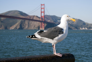 A seagull perched in front of the Golden Gate Bridge, San Francisco.