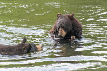 Obraz na płótnie Canvas Two Black Bear swimming in a lake