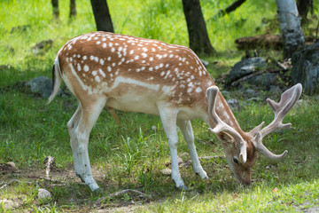 Fawn in the springtime