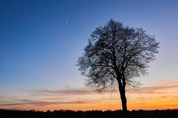 Fototapeta na wymiar Kontury drzewa na tle wieczornego nieba