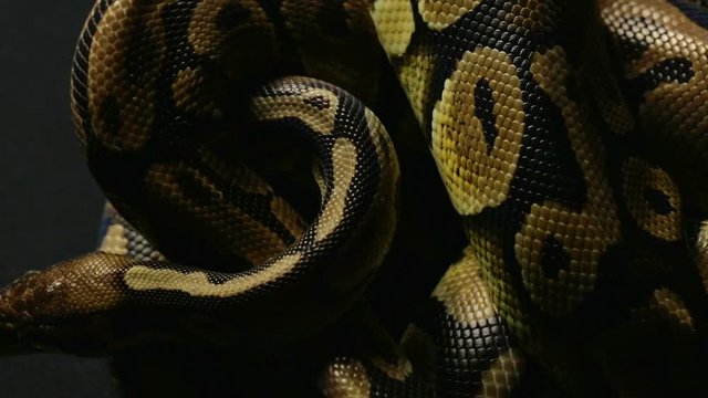 Pattern of crawling python's snakeskin