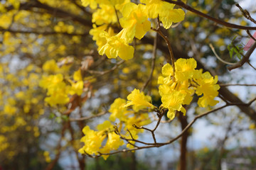 yellow flowers bloom in spring