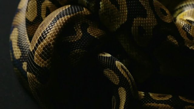 Pattern of python's snakeskin in knot