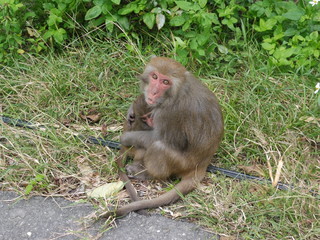 wild Formosan rock macaques next to khoasiung, taiwan