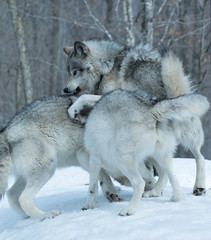 Timber Wolves fighting
