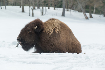 American Buffalo