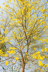 Obraz premium yellow flowers bloom in spring