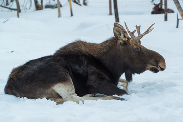 Moose resting in the snow