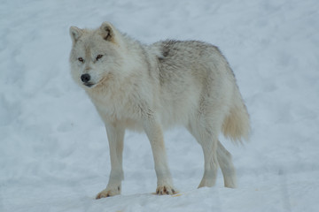 Arctic Wolf