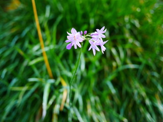 Lilie violett auf grünem Gras