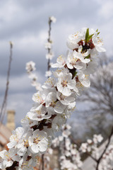 Apricot blossom. Fresh spring backgrund