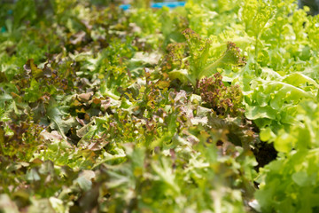 Green Oak salad plant, hydroponic vegetable leaves