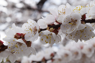 Apricot blossom. Fresh spring backgrund
