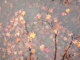 Marple leaves in a river, Tokyo, Japan