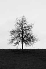Silhouette of a tree on a hill. Black and white image.