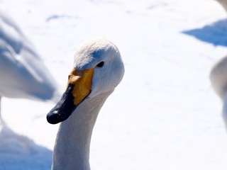wild swan close up in Hokkaido, Japan