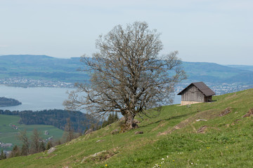 Old tree on a mountain Rigi with view on the lake Luzern in Switzerland. Landscape of Luzern lake.