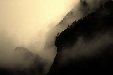 A lone tree stands out on the cliff edge through the mist