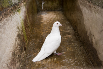 White dove, pigeon