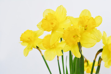 Bouquet of fresh yellow daffodils on white background. Fragrant spring flowers.