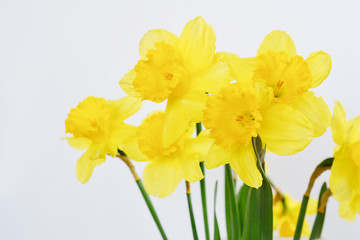 Obraz premium Bouquet of fresh yellow daffodils on white background. Fragrant spring flowers.