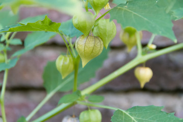 Cardiospermum halicacabum aromatic medicinal plant