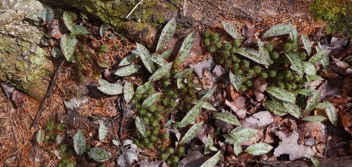 Spring Trout Lily leaves