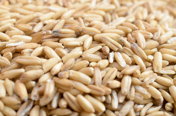 Grains of ripe cereal crops.